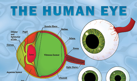 The Human Eye